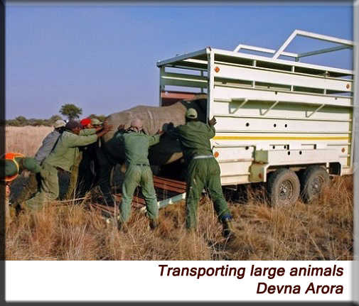 Devna Arora - Rhino being loaded into a transport truck